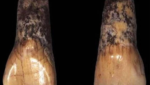 Un diente de 600 mil años es el resto más antiguo del hombre