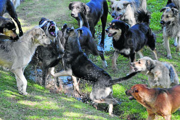 Salud: 320 personas fueron mordidas por perros
