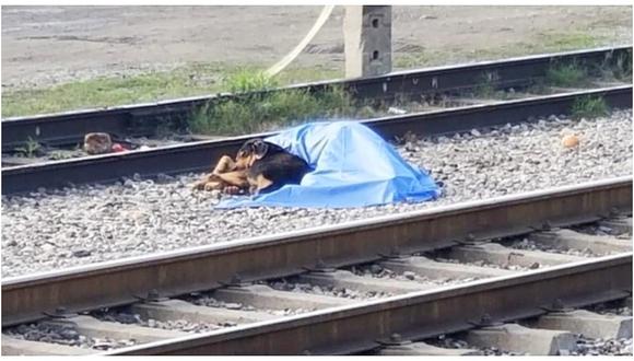 Perrito permaneció junto a su dueño que murió arrollado por un tren (VIDEO)