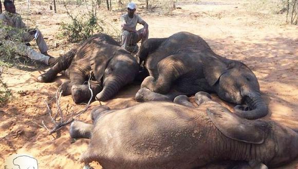 Denuncian cruel matanza de casi 100 elefantes en Botswana