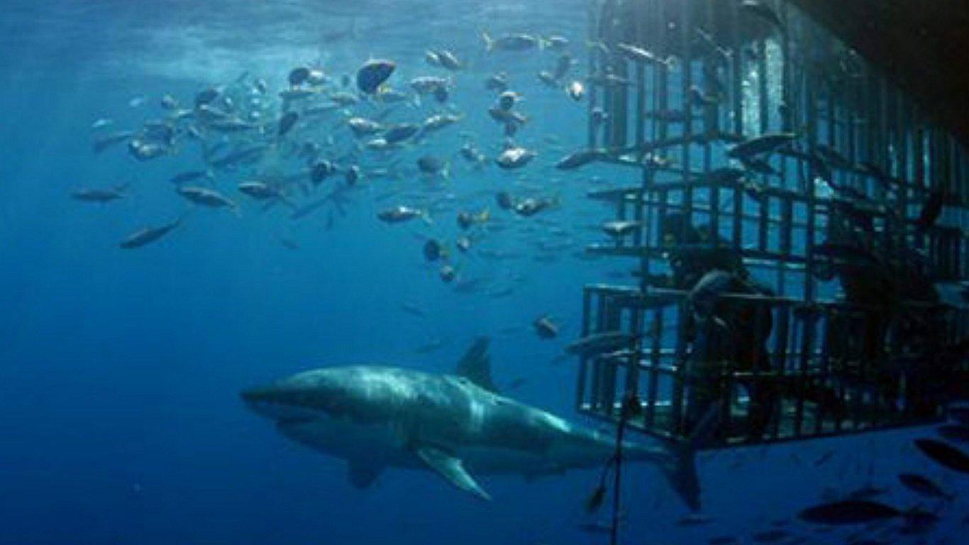 México crea jaula para observar al tiburón blanco con mayor seguridad [VÍDEO]