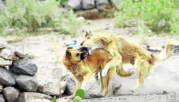 Arequipa: Sepa el impacto y el dolor que provoca la rabia canina