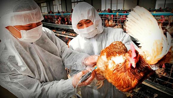 Gripe aviar en Japón obliga a eliminar a 560.000 pollos