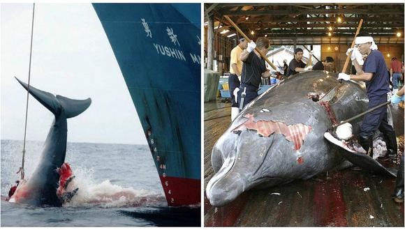 Japón justifica caza de 333 ballenas con fines científicos 