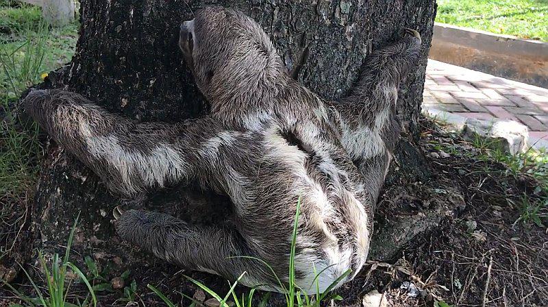 ​Facebook: #PrimosAlRescate salvan a oso perezoso perdido en Iquitos