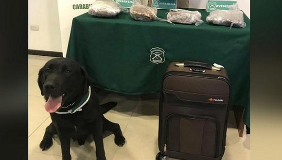 Chile: Perro 'Belcebú' detecta maleta cargada con 11 mil dosis de marihuana 'creepy'