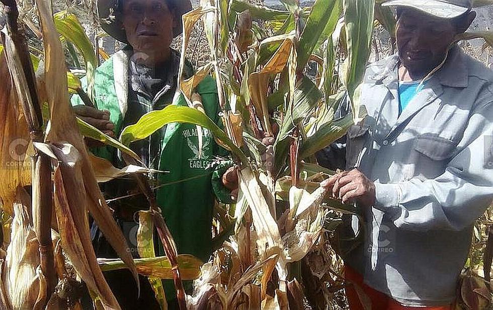 ​Roedores también invaden los cultivos en el valle del Colca (FOTOS)
