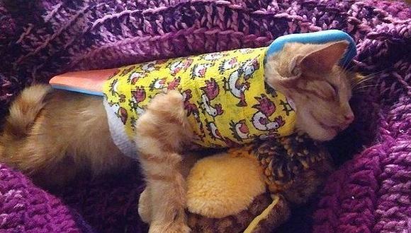 Gatito abandonado con columna vertebral rota recibe apoyo y ahora luce así 