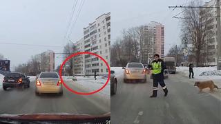 Policía detiene el tránsito vehicular para que perrito cruce la pista (VIDEO)