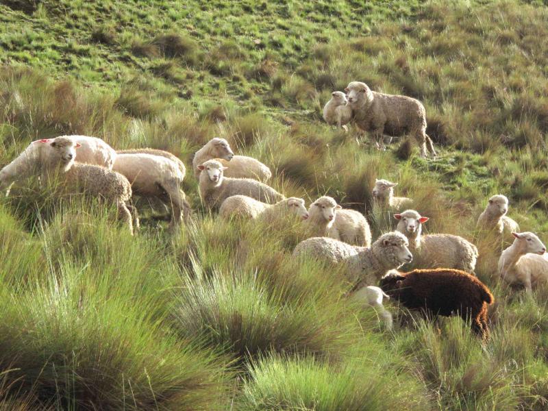 En Junín crece producción de leche de ovinos 