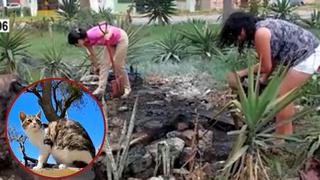 Chiclayo: denuncian que 15 gatos fueron quemados por desconocidos en Año Nuevo | VIDEO 