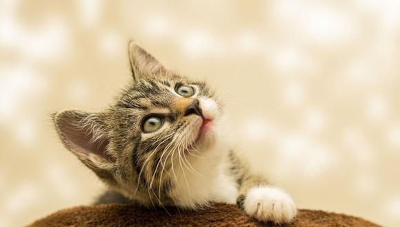 Día del gato: Siete consejos para tener una mascota feliz. (Foto: Pixabay)