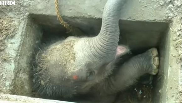 Rescatan a bebé elefante que cayó a alcantarilla (VIDEO)