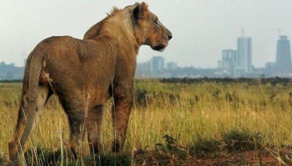 Nairobi: ​Se escapa un segundo león del Parque Nacional en pocos días
