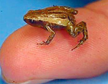 La rana más pequeña del mundo
