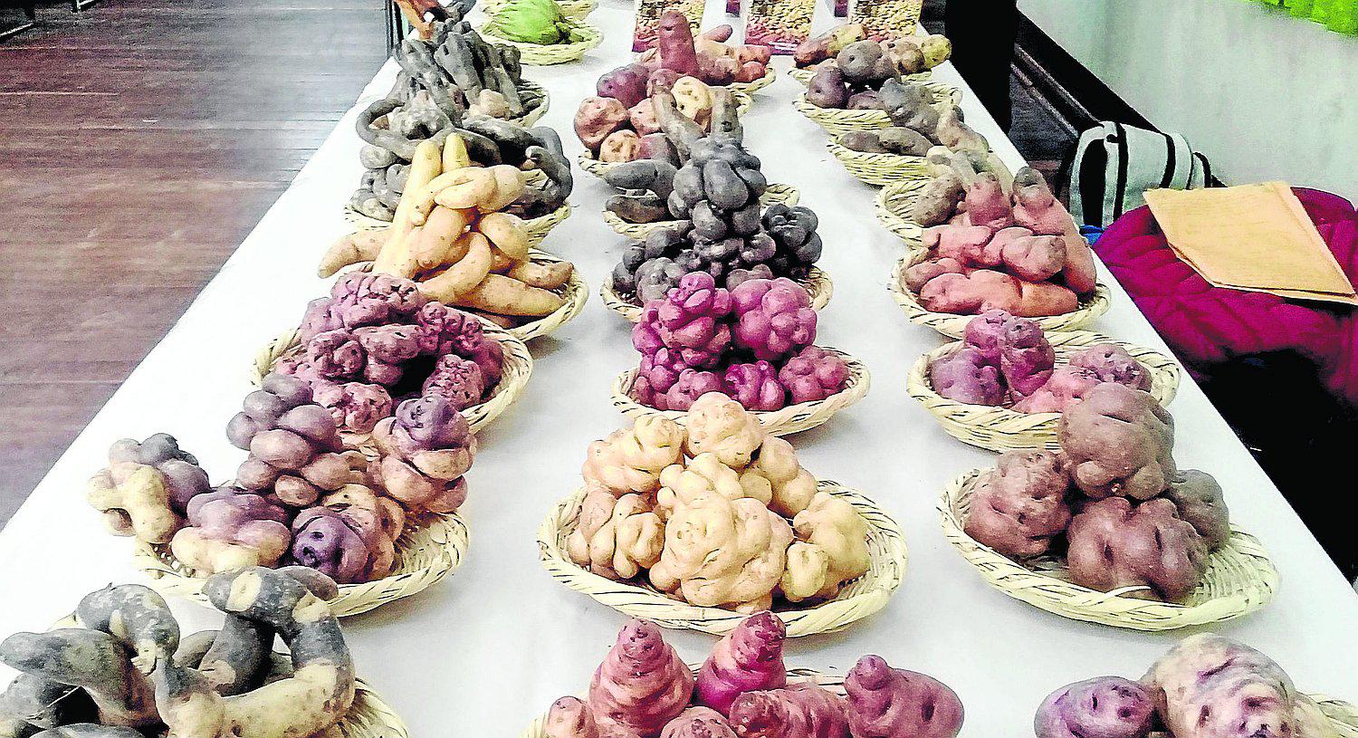 ​Con "Tren papero" a Lima promoverán cultivo y venta de papa nativa