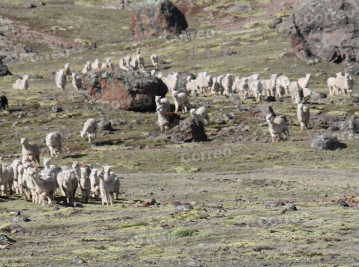 Carne de alpaca combate desnutrición y friaje