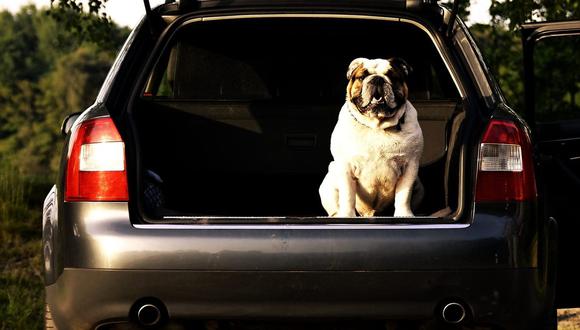 Si sueles llevar contigo a tu perrito dentro del auto, entonces estos trucos caseros para eliminar su olor te interesarán. (Foto: Pixabay)