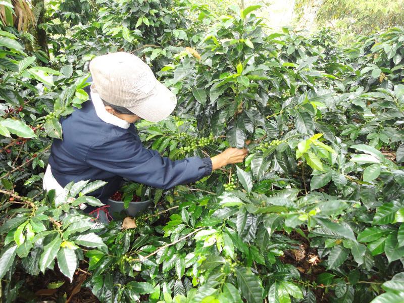 Caficultores se declararían en la bancarrota 