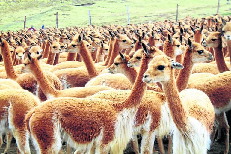 Proponen alternativa a sobrepoblamiento de vicuñas en Huachocolpa