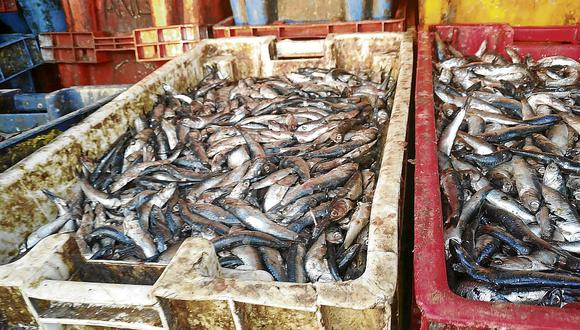 Decomisan más de 54 toneladas de anchoveta ilegal