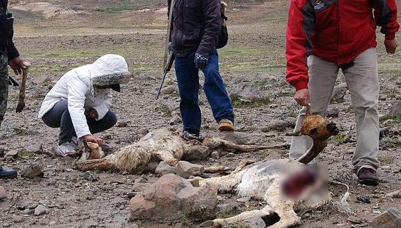 Hallan cinco cuerpos de vicuña en zona de amortiguamiento de Salinas y Aguada Blanca