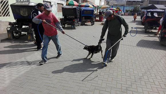 Chiclayo: Capturan a perros callejeros en el distrito de Pátapo (VIDEO)