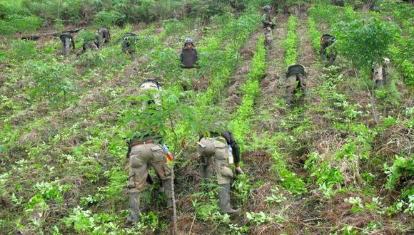 Corah erradicó 2 mil hectáreas de coca ilegal en Monzón