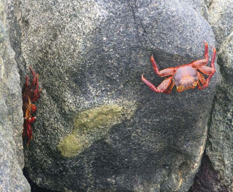 Especial: La riqueza de Punta de Coles