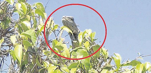 Nuevo Chimbote: Pacaso causa alarma entre vecinos de “Mariátegui”