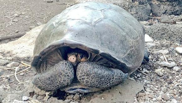 ​Hallan en Ecuador tortuga gigante que estaba considerada como desaparecida hace un siglo