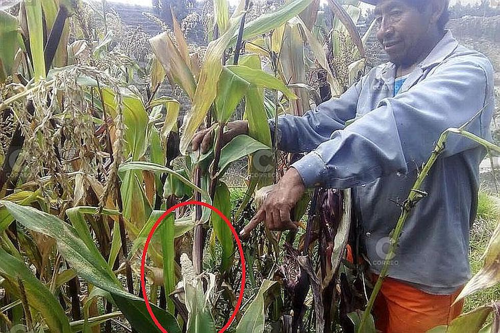 ​Roedores también invaden los cultivos en el valle del Colca (FOTOS)