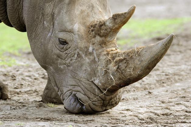 Sudáfrica: Cazadores furtivos matan 158 rinocerontes durante el 2013