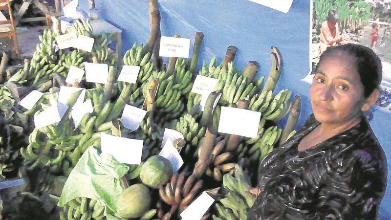 Vraem: Muestran 20 variedades de plátanos