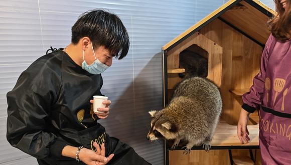 Más allá de los tradicionales perros y gatos, muchos negocios de Shanghái proponen ahora cualquier tipo de animales para acariciar, de mamíferos a reptiles. (Foto: AFP)