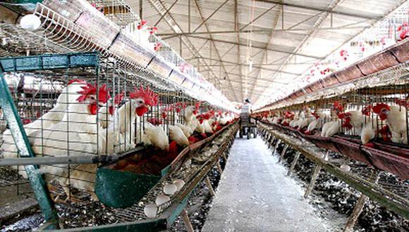 México: Sacrifican a más de tres millones de gallinas por brote de gripe aviar