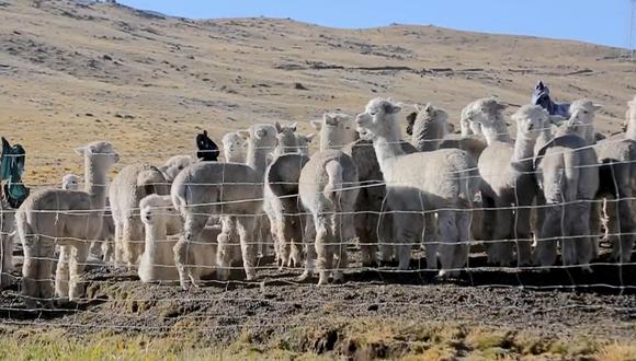 Alpaqueras piden al gobierno regional la apertura de un mercado para la venta de la fibra de alpaca así como para los productos a base de ella.