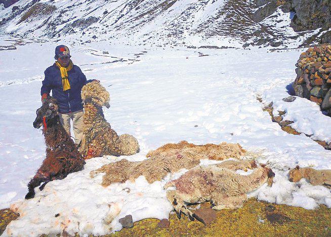 Reportan la muerte de 133 animales durante últimas heladas en Vinchos