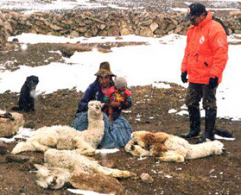 Alpacas mueren por lluvias y granizadas