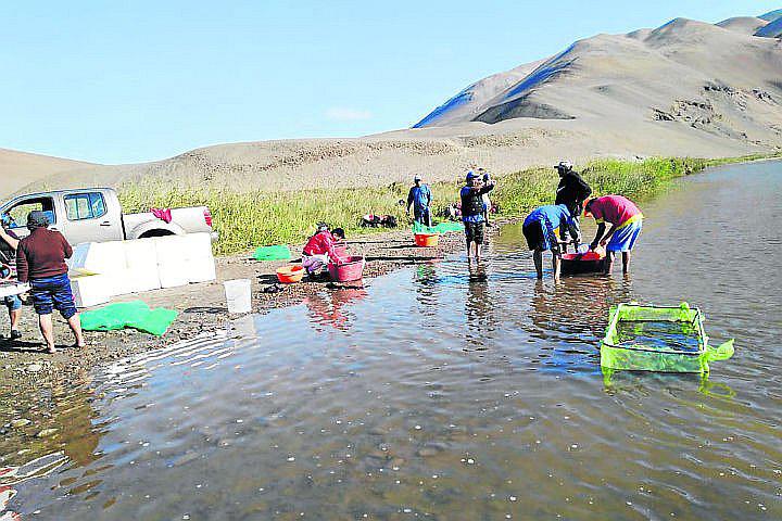 Pescadores siembran 200 mil larvas de camarón en el río Pisco