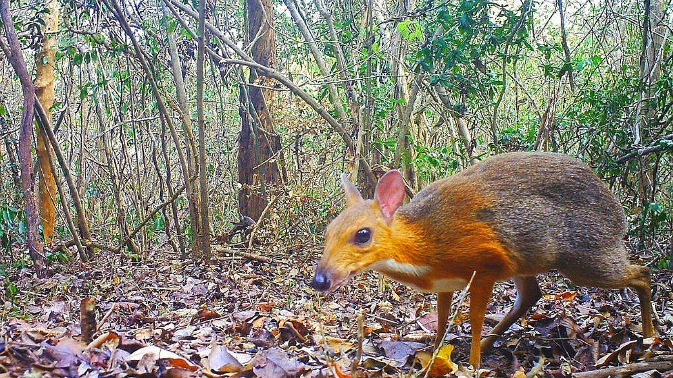 Captan a pequeño rumiante que se creía extinto y que no se veía desde hace 25 años