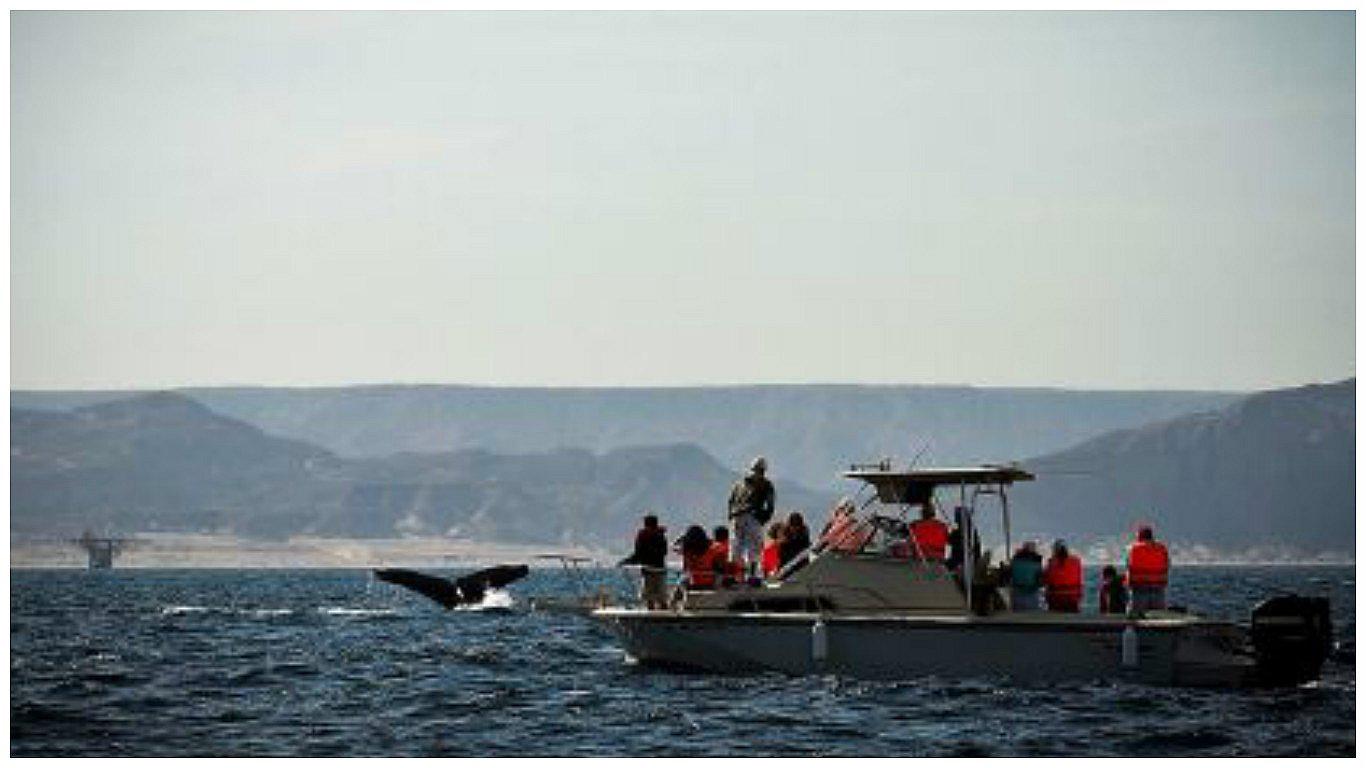 Avistamiento de ballenas ofrece un espectáculo único en Piura (VIDEO)