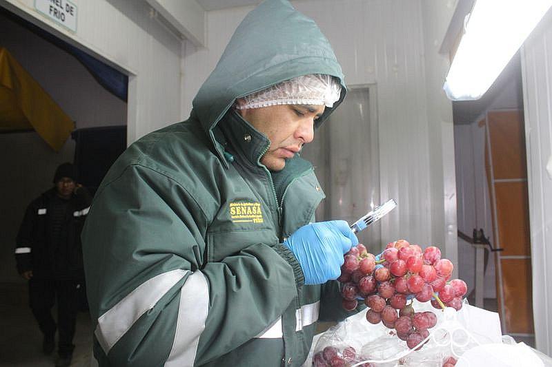 Arequipa exporta 6 mil 400 toneladas de uva al extranjero