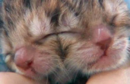 Nace un gato con dos cabezas en Estados Unidos