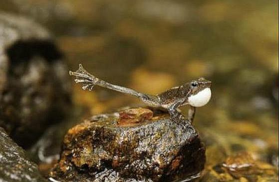 ​Hallan una nueva especie de renacuajo de rana danzante en la India