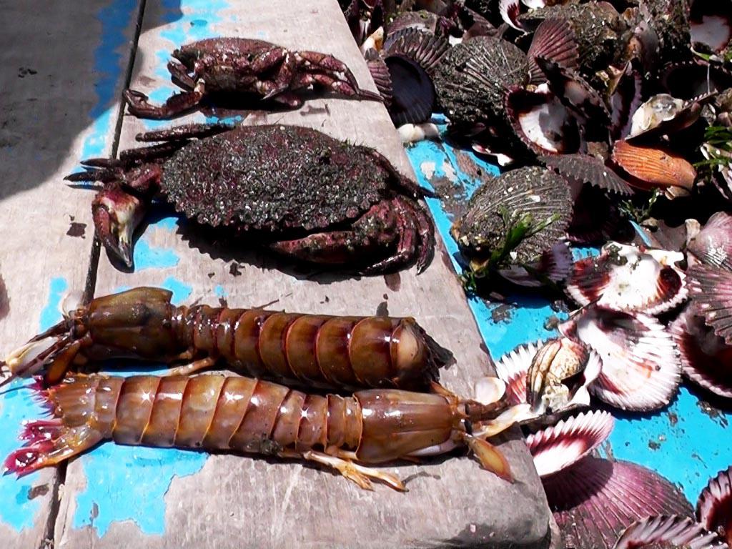 Mínima contaminación no mató conchas 