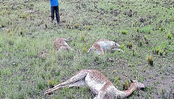 Rayo mata vicuñas en comunidad campesina Ttio-Chupa del distrito de Santa Lucía