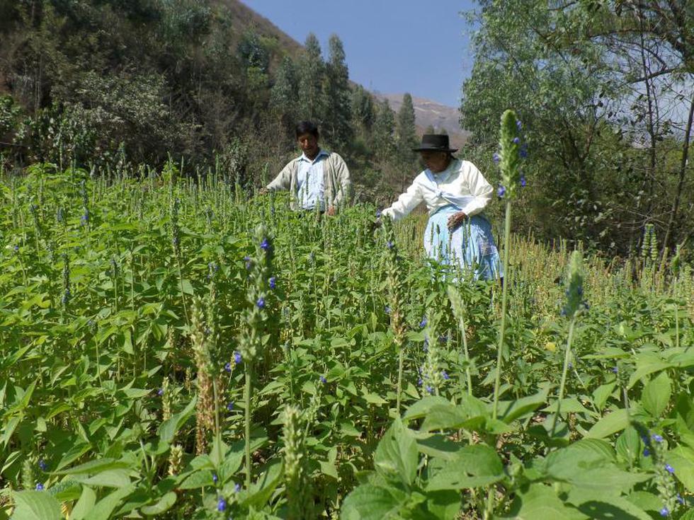 La chía, alimento de moda