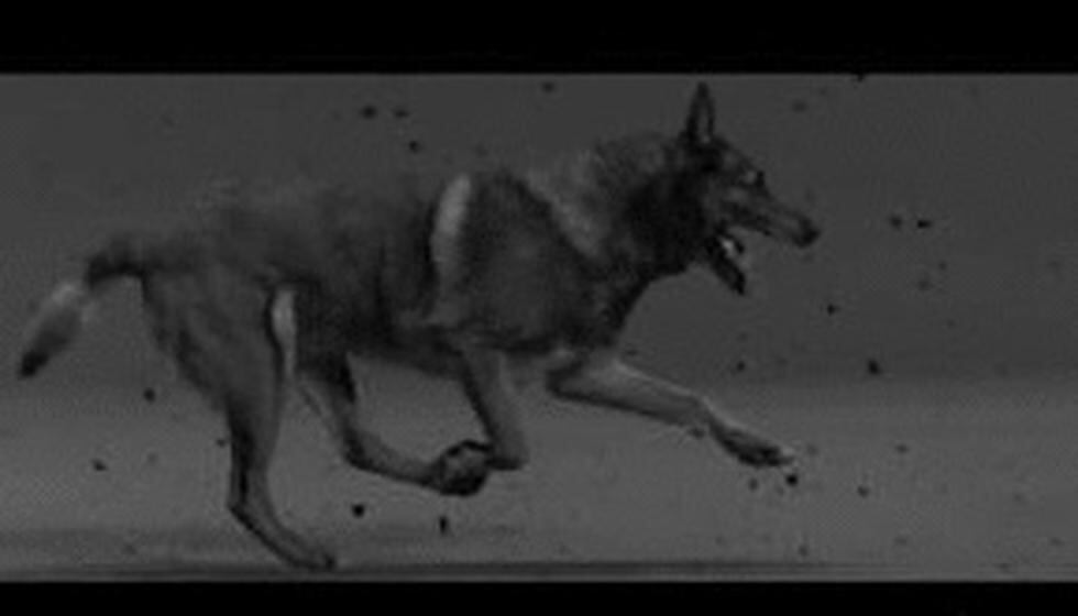 Acusan a Shakira de copiar videoclip