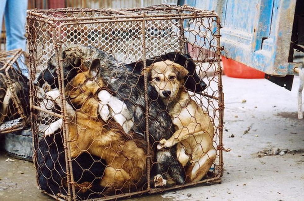 Terrible contrabando de perros en Tailandia y Vietnam para restaurants
